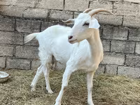 Ziege, Saanen goat — Foto 2