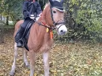 घोड़ा, Haflinger — फ़ोटो 2
