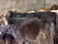 Bulle, Aberdeen-Angus — Foto 5