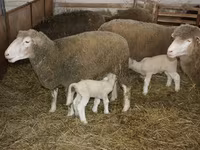 Widder, Dorset horn sheep — Foto 3