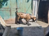 Козёл, Альпийская коза — фото 2