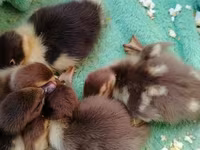 Ducks — Foto 4