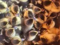 Ducks — photo 4