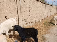 Keçi, Keçilər — foto 6