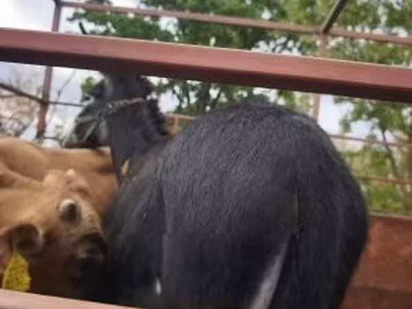 Caballo, Caballos