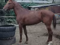 Hengst, Trakehner — Foto 7