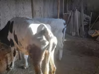 Buğa, Russian Black pied cattle — foto 5