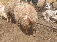 Sheep, Sheep — photo 1