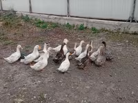 Ducks — Foto 2