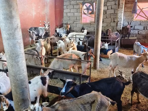 Goats (batch, sex not specified), Goats