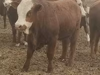 Bull, Kalmyk breed — photo 2