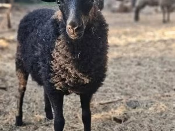 Вівця, Racka sheep