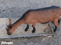Koza, Alpine goat — foto 3