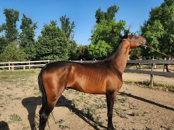 Кінь, Akhal-Teke
