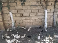 Alman Pekin — foto 3