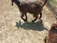 Keçi, Damask goat — foto 1