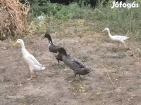 Indický Runner — foto 1