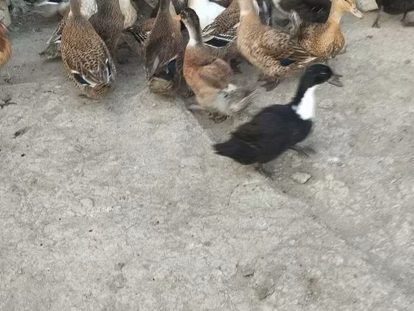 Ducks — Azərbaycan