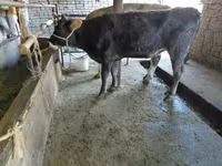 Kuh, Russian Black pied cattle — Foto 4