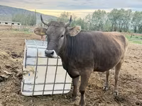 Vaca, Ganado vacuno — foto 3