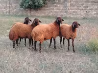 Qoç, Qoyunlar — foto 3