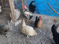 Chickens — Foto 2