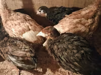 Turkeys — foto 3
