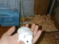 Ağ rəngli xırda hamster və komplekt ləvazimatları Paket tərkibi: - — Foto 1