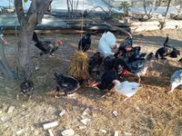 Chickens — फ़ोटो 7