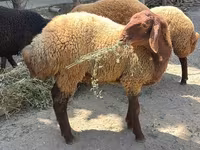 Qoç, Qoyunlar — foto 2