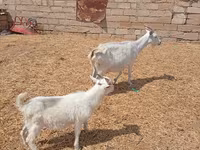Ziege, Toggenburg goat — Foto 3