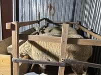 Qoyun, Qoyunlar — foto 2
