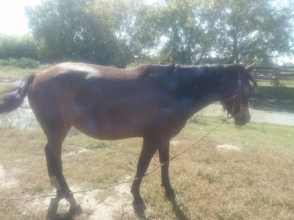 Toychoq, Horse breed
