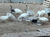 Geese — photo 2