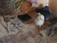 فينيكس — الصورة 4