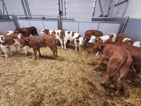 Vaca, Ganado vacuno — foto 4