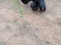 Australian Pit Game fowl — photo 2