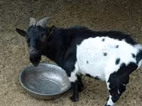 Ziegenbock, Nigerian dwarf goats — Foto 1