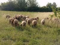 Ram, Sheep — photo 4
