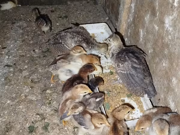 Chickens — Azerbaijan