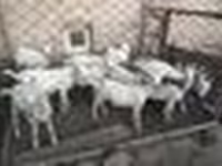Cabras (lote, sexo no especificado), Saanen goat — foto 4