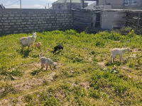 Goat, Goats — photo 7