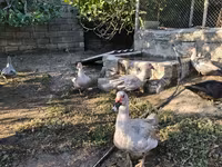 Ducks — الصورة 7