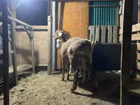 Baran, Rhon sheep — zdjęcie 2