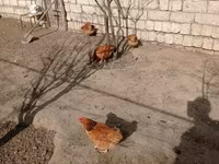 Chickens — photo 2