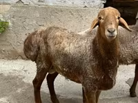 Ovelhas (lote, sexo não especificado), Ovelhas — foto 4