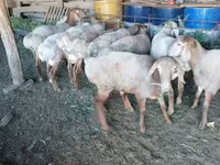 Carnero, Rhon sheep — foto 1