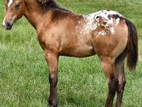 Madyan, Appaloosa — foto 4