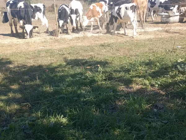 Buğa, Russian Black pied cattle