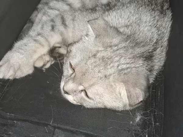 Qapalı meshli pişik daşıma çantası - Kiçik və orta ölçülü pişiklər